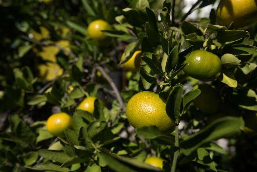 Lägenheter Zuljevic