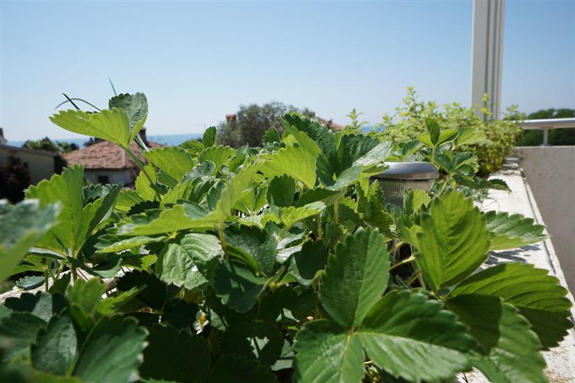 Апартамент CARLI