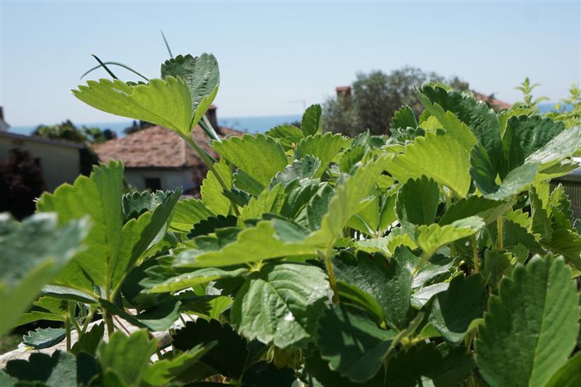 Апартамент CARLI