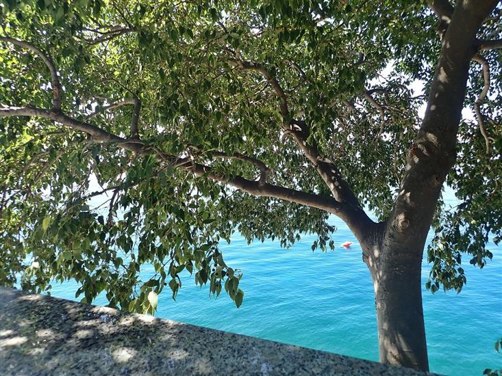 Apartments LILLY BY THE SEA