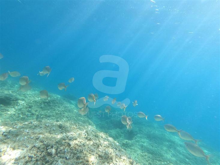 Apartments Petra near beach