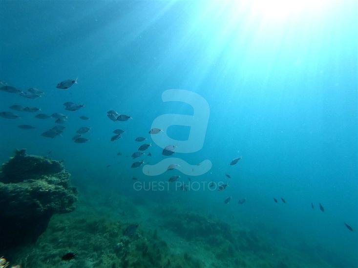 Apartments Petra near beach