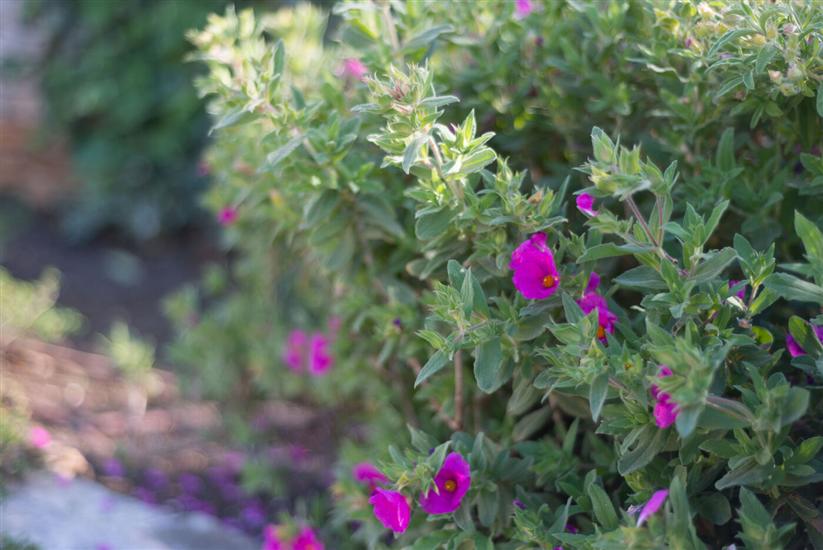 Apartments Villa Renata