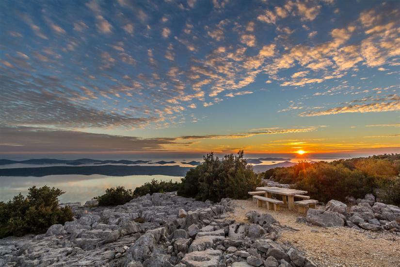 House Pygmy Cormorant