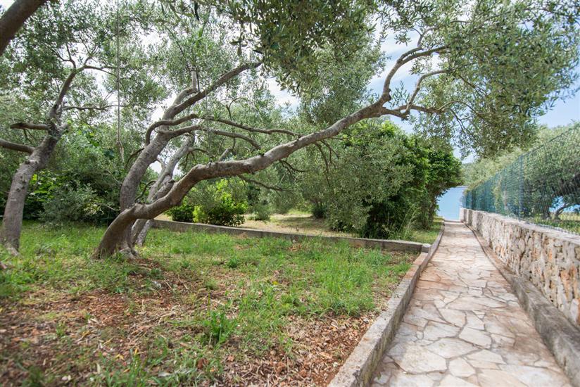 House Olive Tree