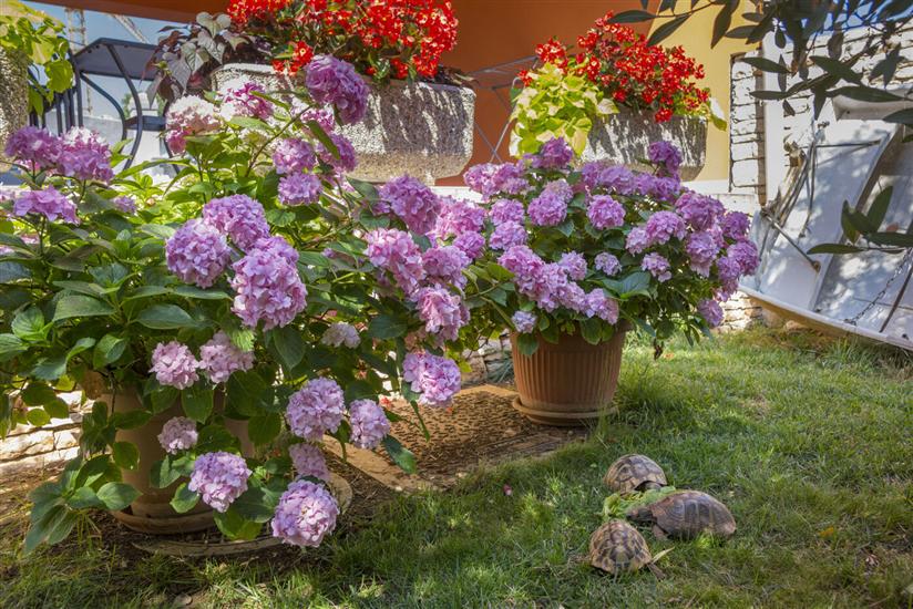 Apartments Petra near beach