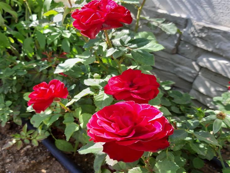 Апартаменты Grandevista-with swimmingpool