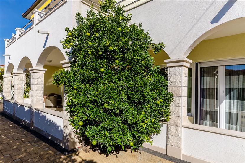 Appartamenti Palm tree