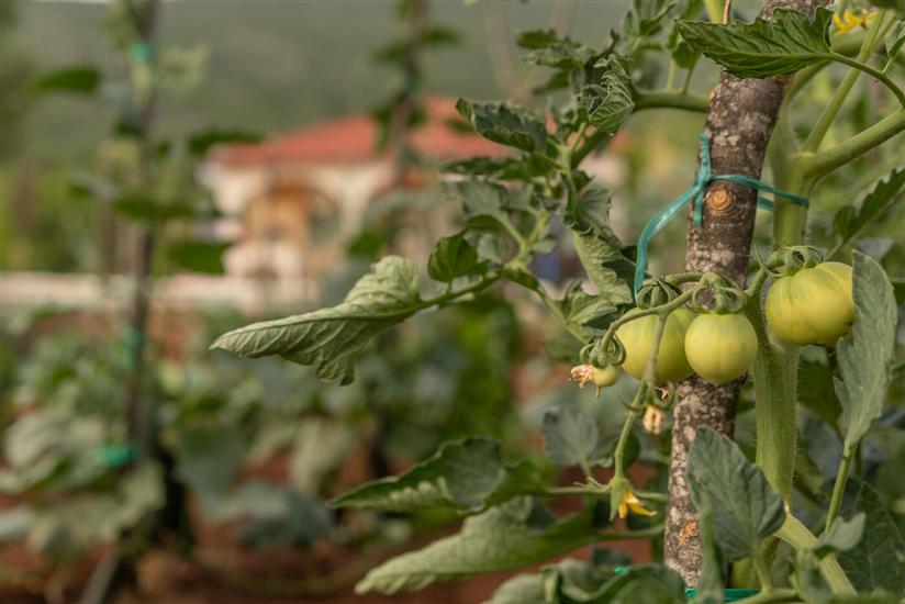 Villa Strikina kuća