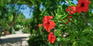 Ferienwohnung - Vodice