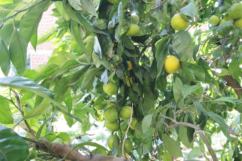 Apartman A2, na 4 osebe