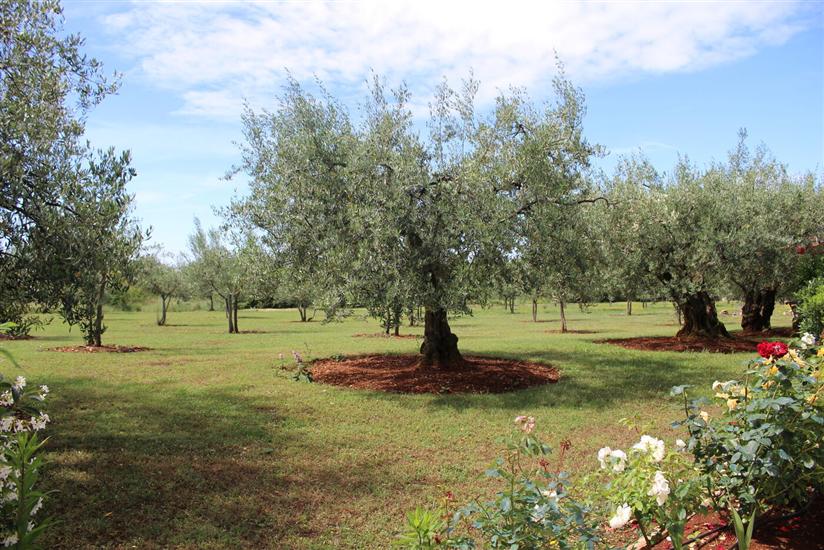 Apartment Jakomina 1