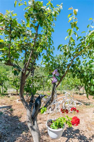 House Green Paradise