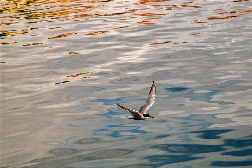 Vela Luka - island Korcula