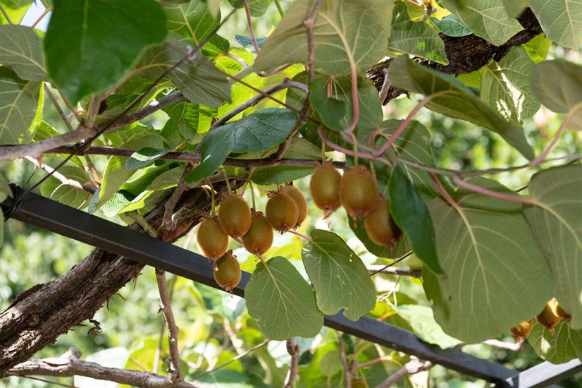 Apartment Carmen Opatija