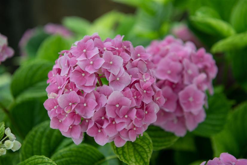 Apartment Carmen Opatija