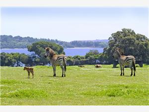 Brijuni-national-park-zebras