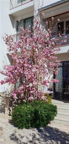 Apartments and Room Wish