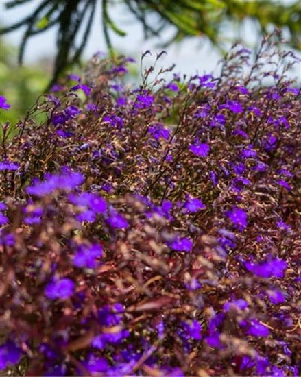 Apartman A1, na 3 osebe