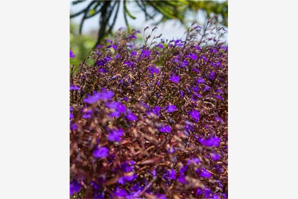 Apartman A1, na 3 osebe