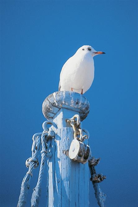 seagull-002