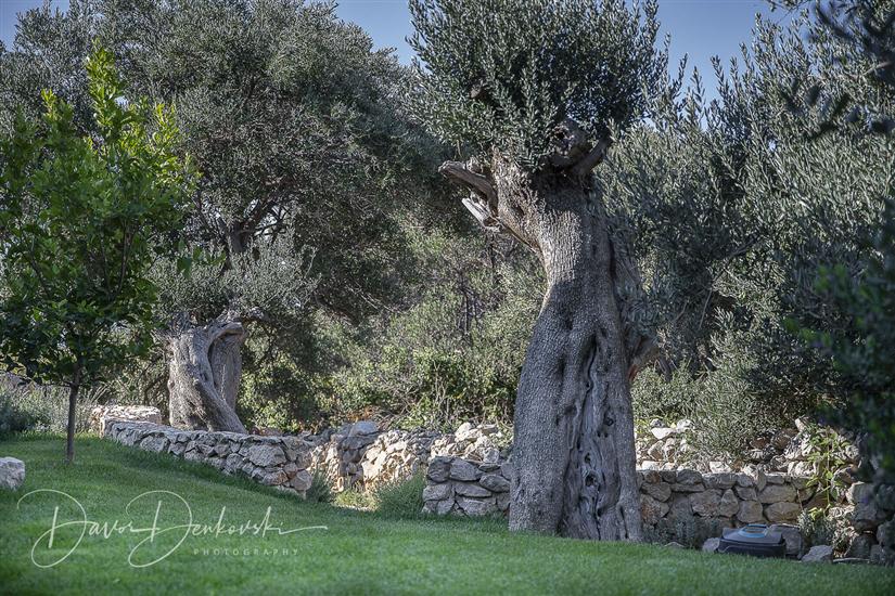 Villa Island Villa Adriana in olive garden