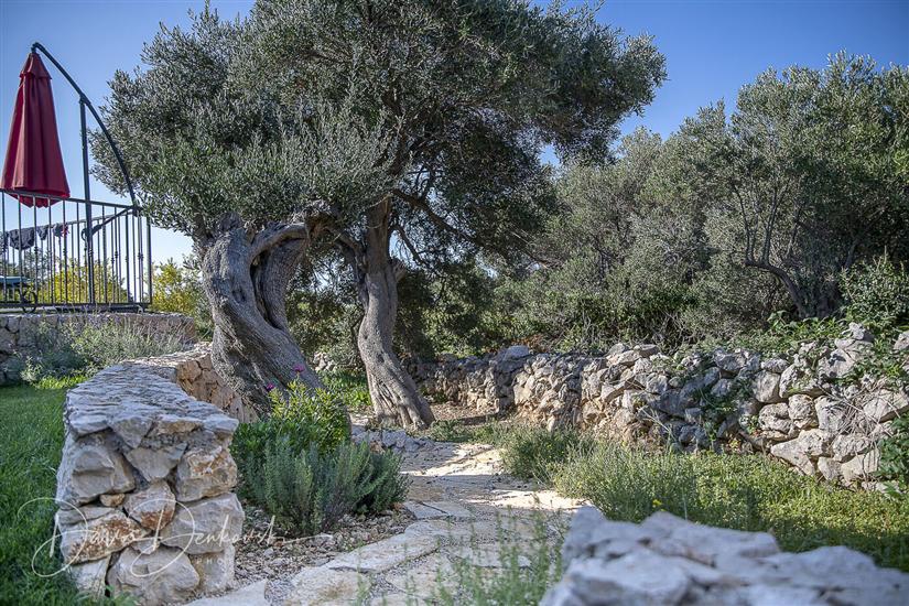 Villa Island Villa Adriana in olive garden