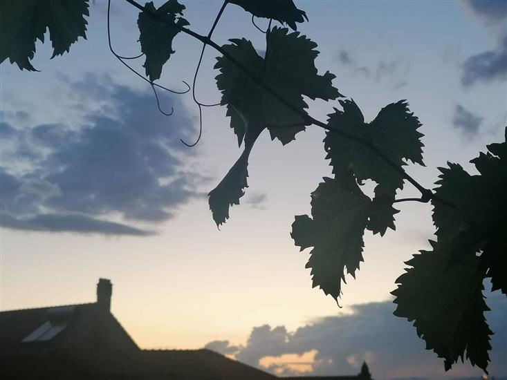 Apartments Ruža vjetrova