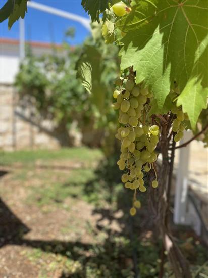 House Little Flower 2