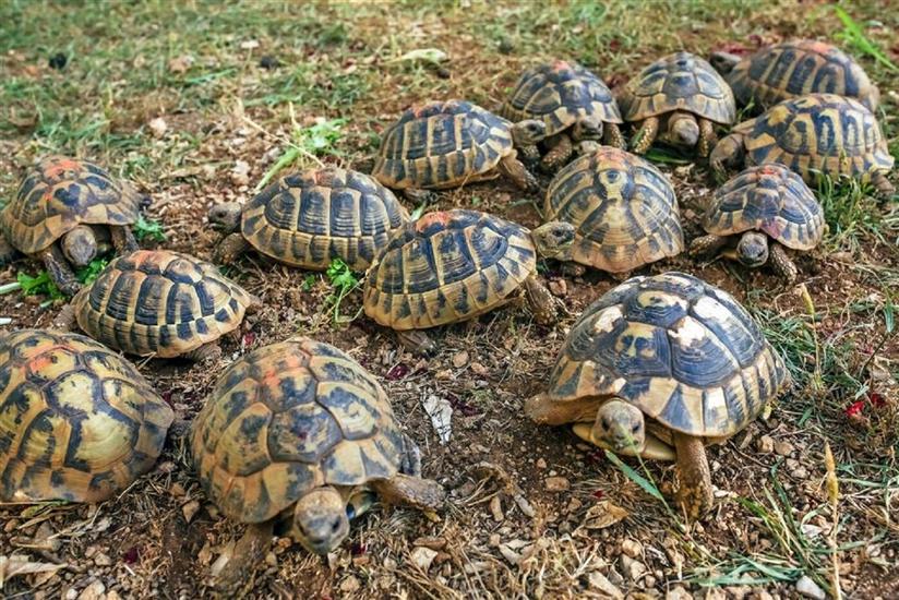 Apartments and Rooms Ivan