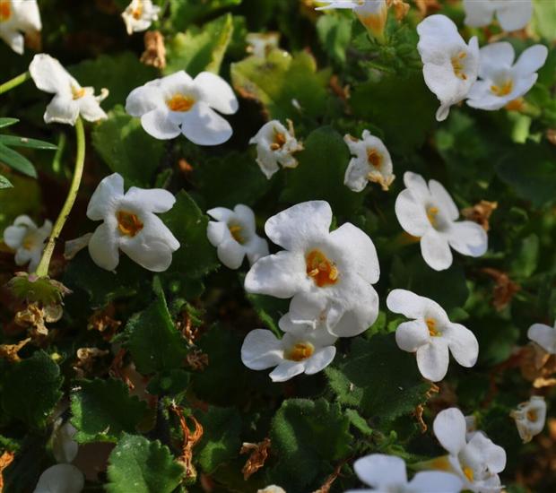 Apartments and Rooms Ljuba
