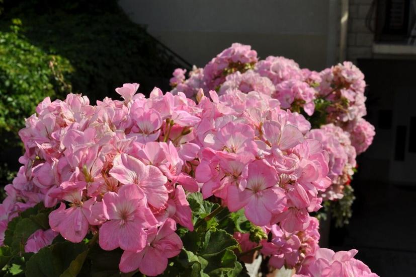 Apartments and Rooms Ljuba