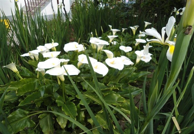 Lägenheter Villa Tanja