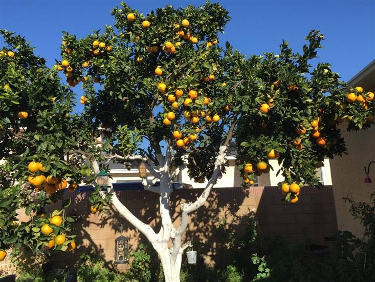 Lägenheter Villa Tanja