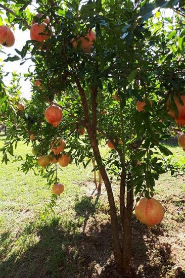 Lägenheter Villa Tanja