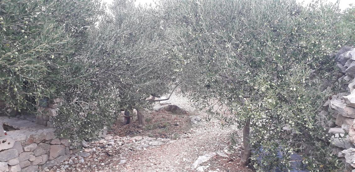 House Robinson Tiziana