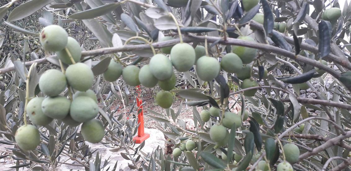 House Robinson Tiziana