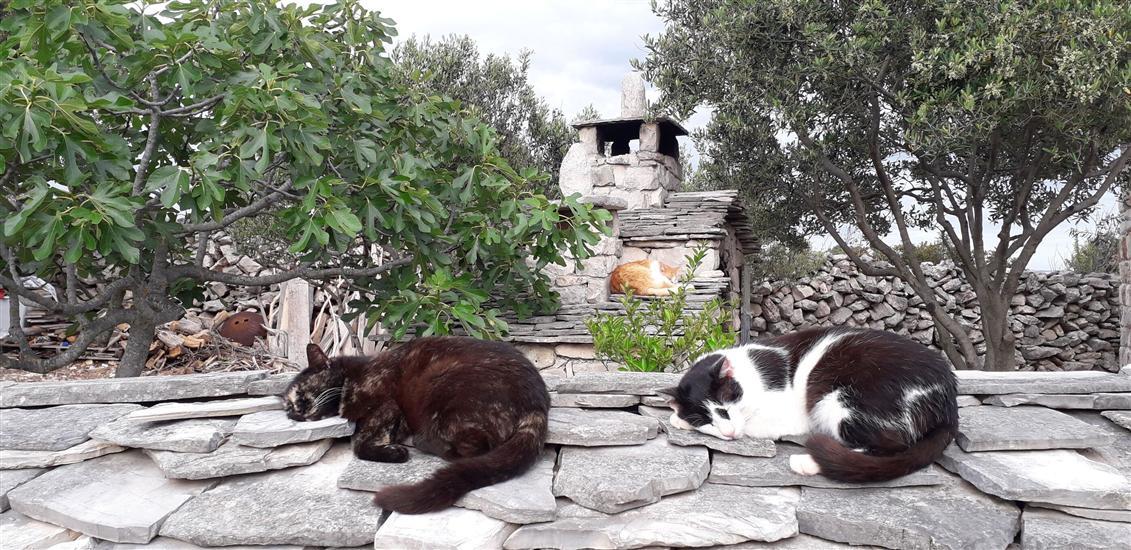 House Robinson Tiziana