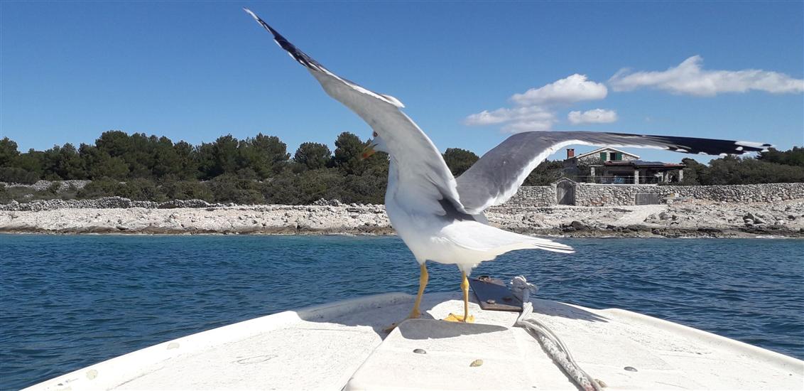 House Robinson Tiziana