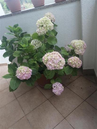 Апартаменты Nada