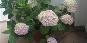 Apartman - Srima (Vodice)