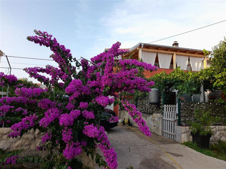 Apartment Sunny Terrace Oasis