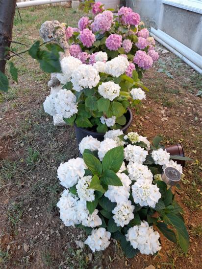 Apartment Sunny Terrace Oasis