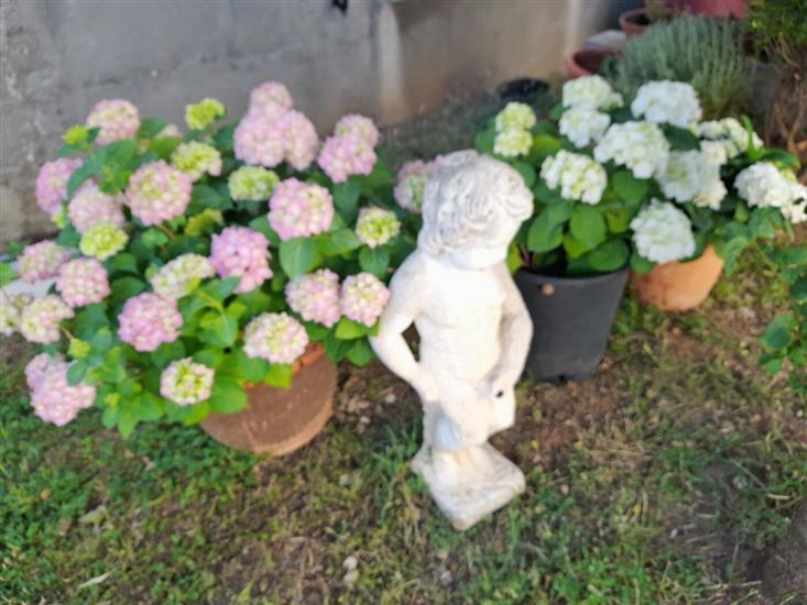 Apartment Sunny Terrace Oasis