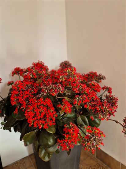 Apartment A2, for 5 persons