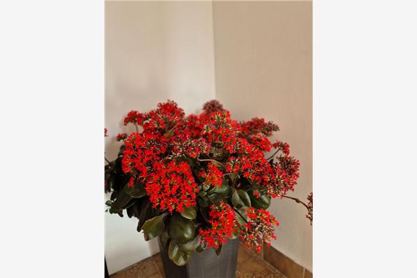 Apartment A2, for 5 persons