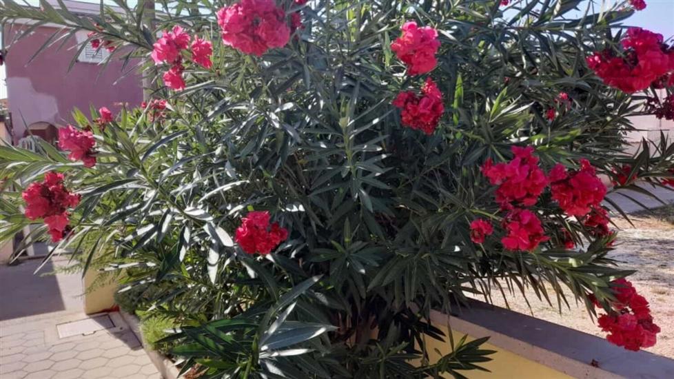 Апартаменты Vanja