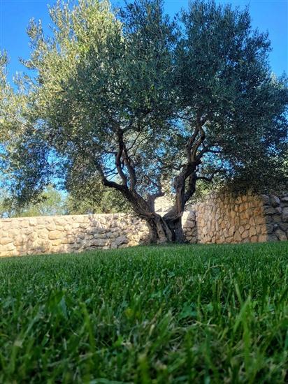 Apartament Olive shared pool