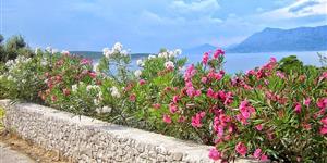 Apartment - Povlja - island Brac