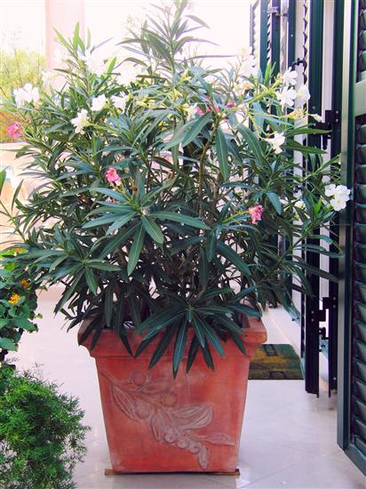 Apartment A3, for 3 persons